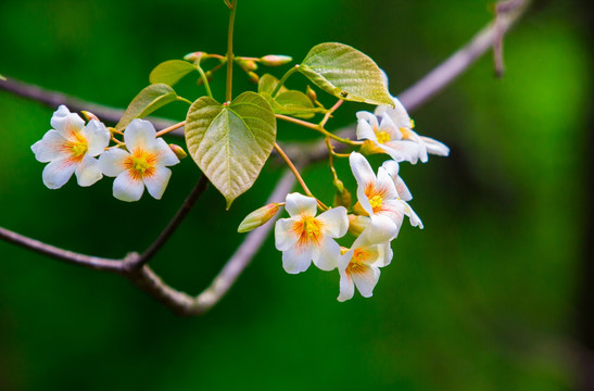 油桐树花 油桐花