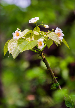 油桐树花 油桐花