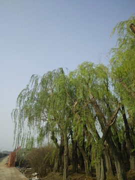 柳树 自然 背景 植物 装饰