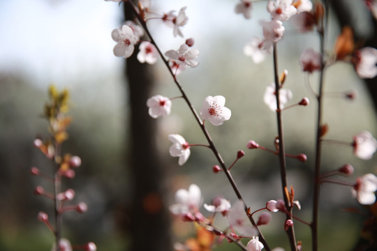 紫叶李