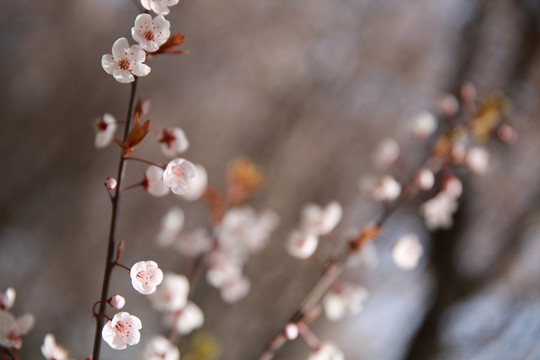 紫叶李