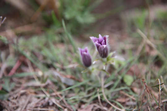 山花