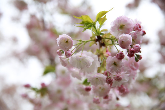 樱花