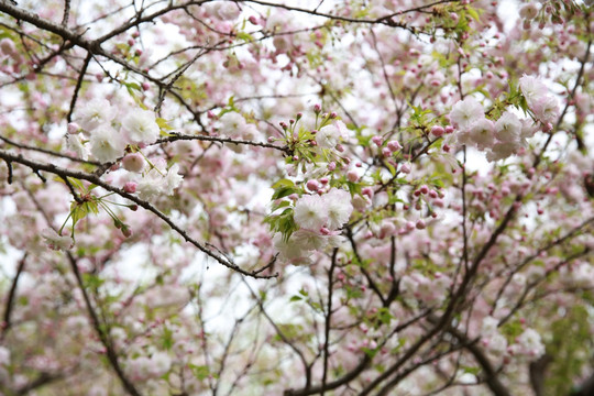 樱花