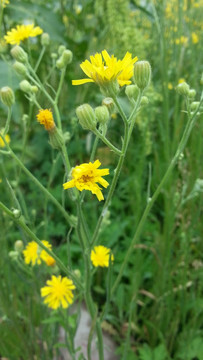 野菊花