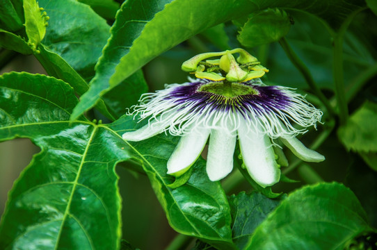 百香果花