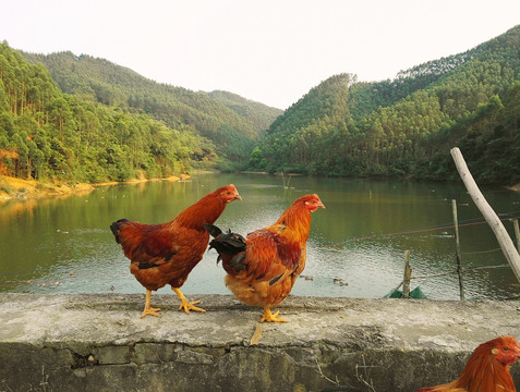 阉鸡