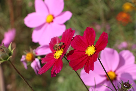 格桑花