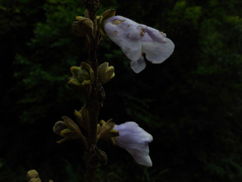 山中野花