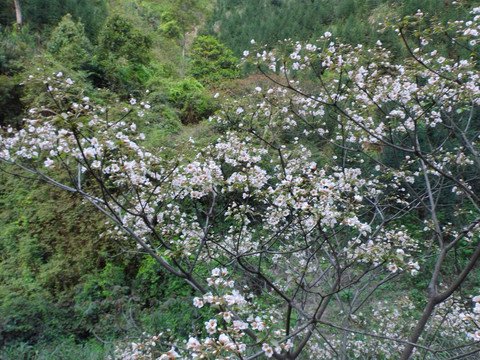 油桐花开