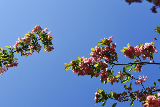 樱花开