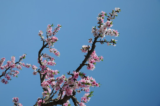 春到桃园花色艳