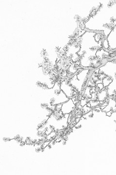 桃花素描圖