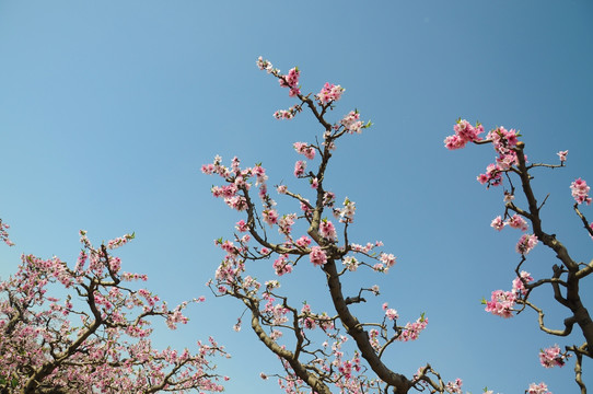 春到桃园花色艳