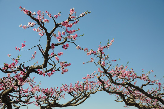 桃花蓝天春色艳