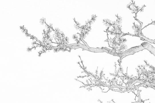 桃林花開素描圖