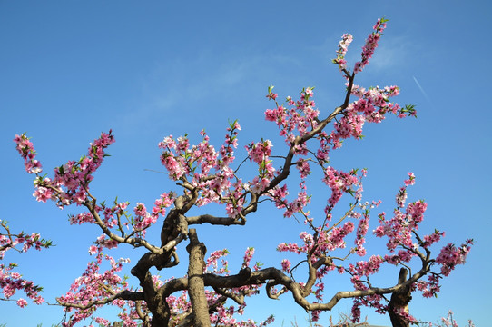 春天桃园里盛开的桃花