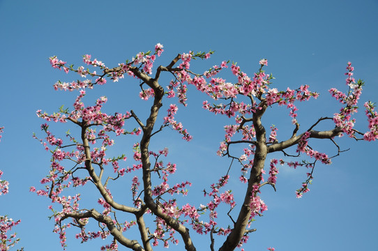 春天桃园里盛开的桃花