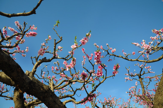 春天桃园里盛开的桃花