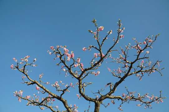 春天桃园里盛开的桃花