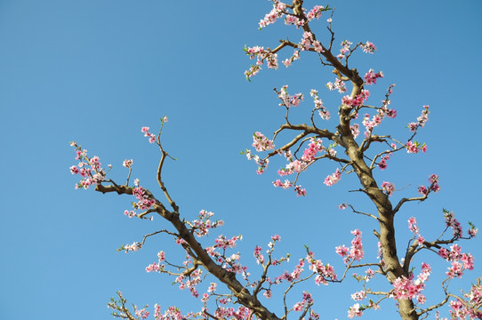 桃林春色花愈艳