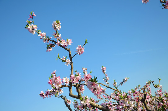 春暖花开桃花艳