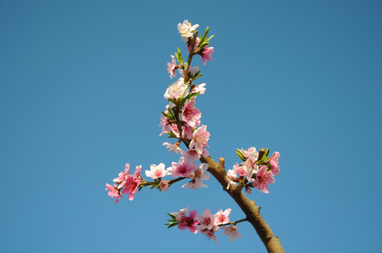 春暖花开桃花艳