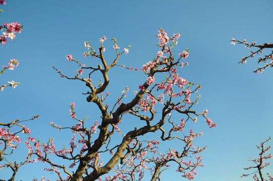 桃园桃花开