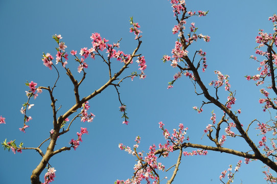 桃园桃花开