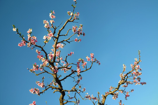 果园里的桃花