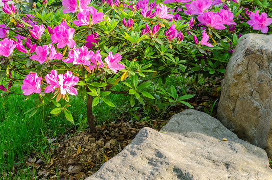 杜鹃花 山石