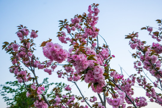 粉红色樱花