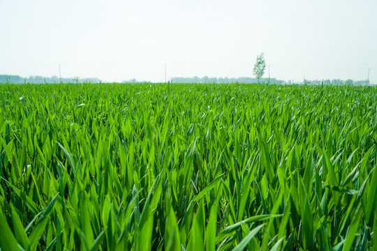 麦田