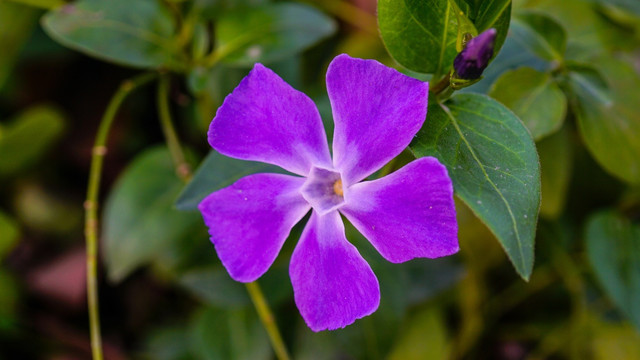 花叶蔓长春花