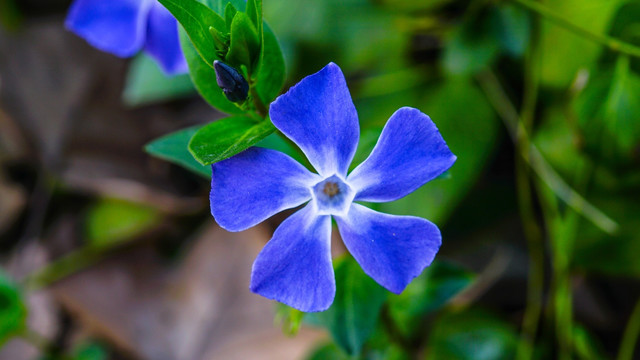 花叶蔓长春花