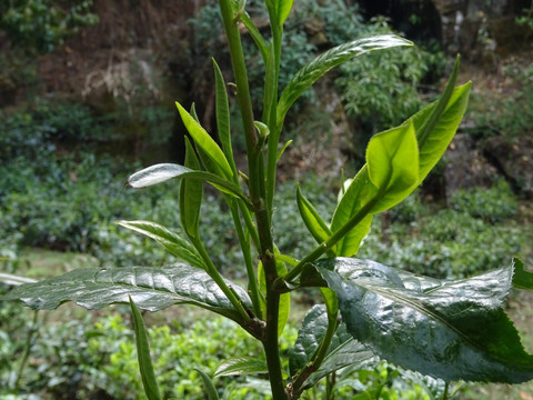 茶芽