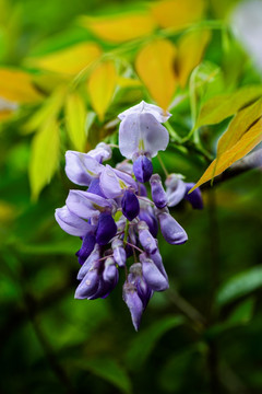 唯美紫藤花卉藤蔓紫色花朵jpg