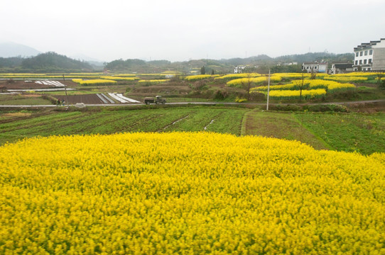 油菜花地风景