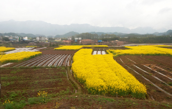 土地种了油菜花