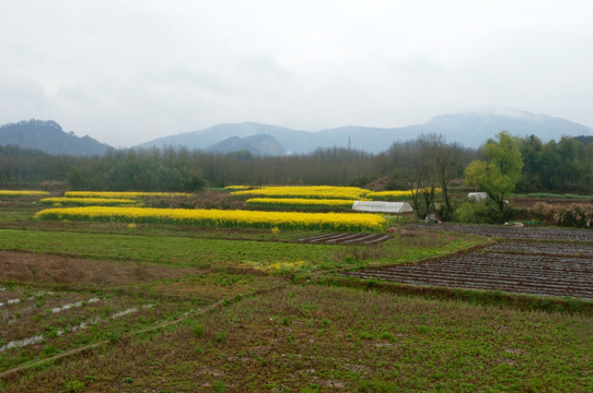 农田田地