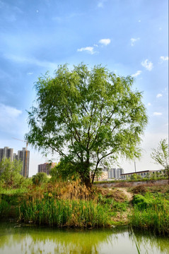 西安灞河湿地生态公园