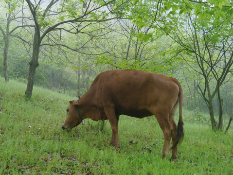 树林中的黄牛