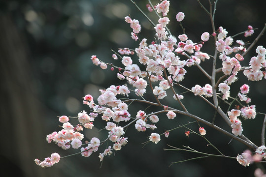 梅花 花 粉色 梅林 開花