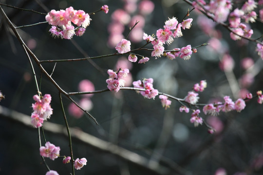 梅花 花 粉色