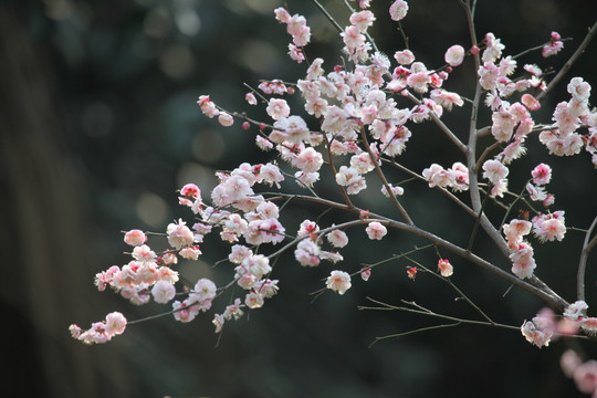 梅花 花