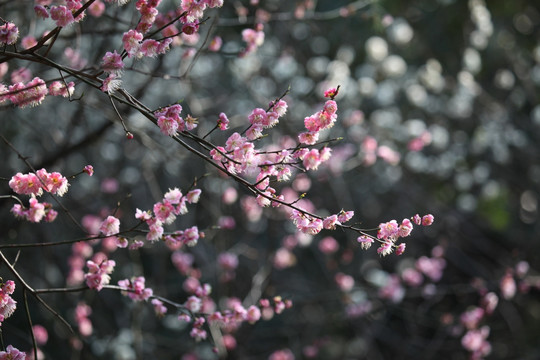 梅花 花