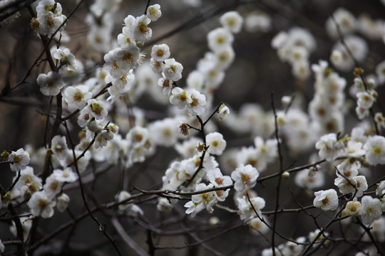 梅花 花 粉色 梅林 開花
