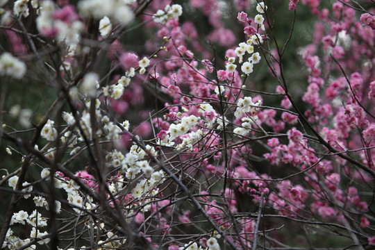 梅花 花 粉色 梅林