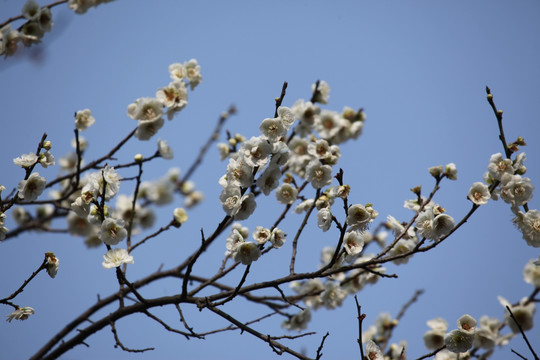 梅花 花 粉色 梅林