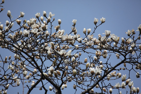 玉兰花 玉兰 花